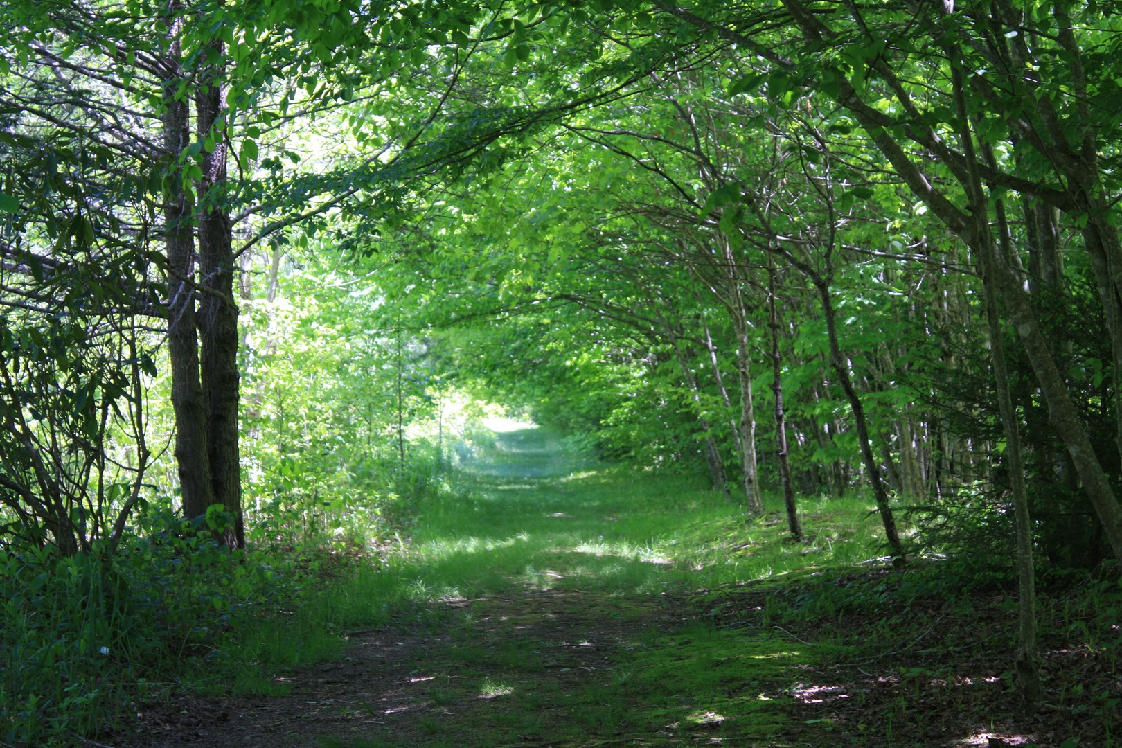 A peaceful wooded trail winds through lush greenery, inviting exploration and serene walks in the surrounding natural landscape.