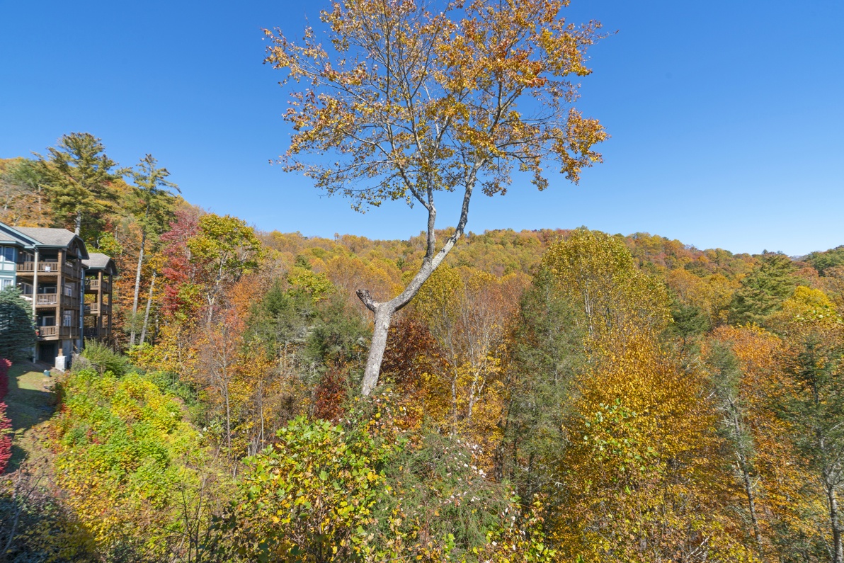 Mountain View with Fall Foliage