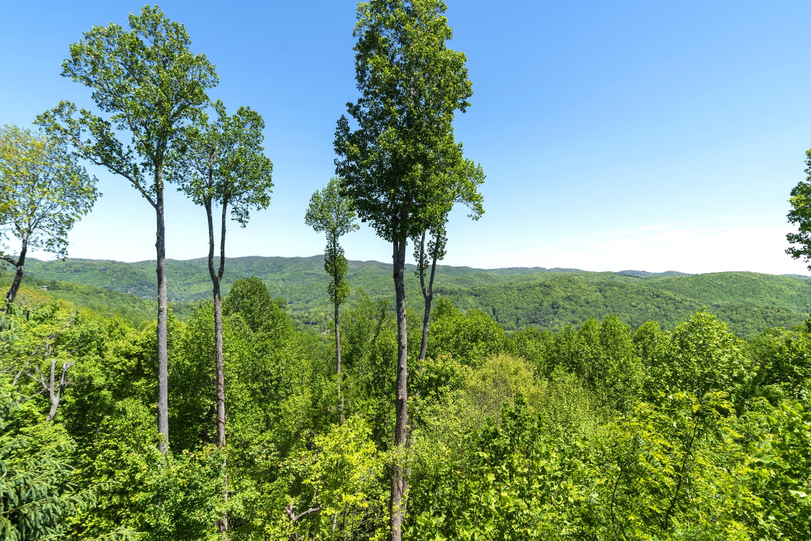 Springtime Mountain View