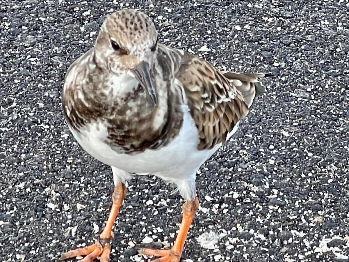 A small shorebird pauses on the property's gravel pathway, a delightful glimpse of local wildlife you might encounter during your stay.
