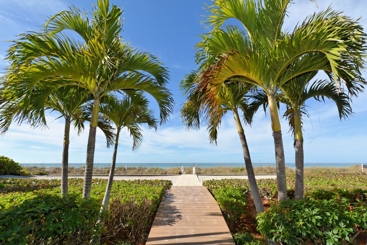 A sun-drenched boardwalk leads through tropical palms toward the turquoise sea, framing your path to paradise beneath clear blue skies.