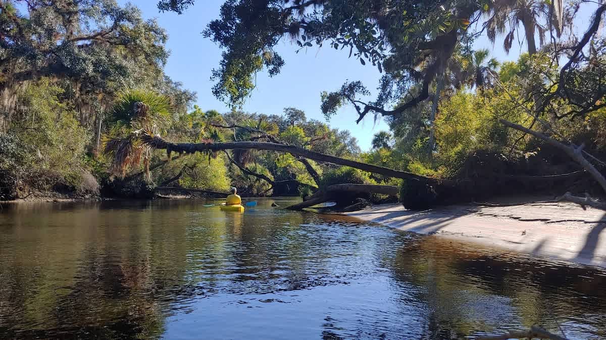 A kayaker paddles under a dramatic fallen tree along the river, creating a memorable moment in the natural surroundings.