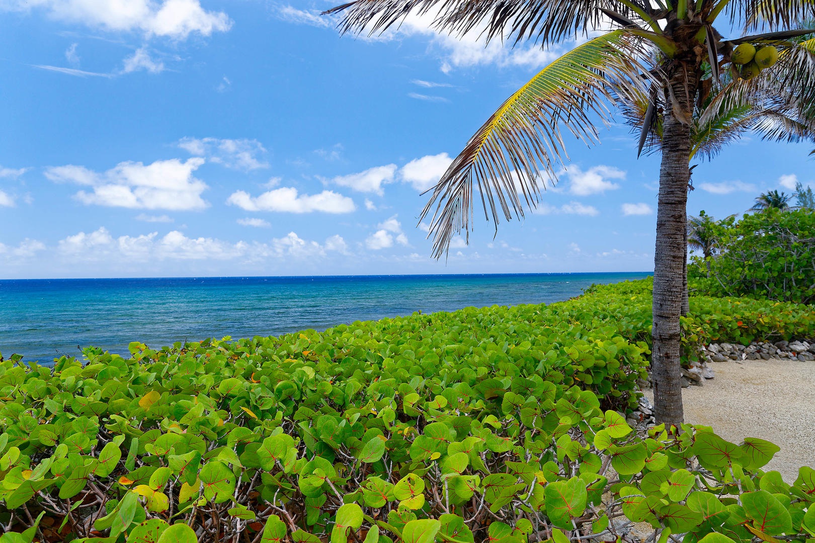 Lush greenery offers privacy at Villa Caymanas.