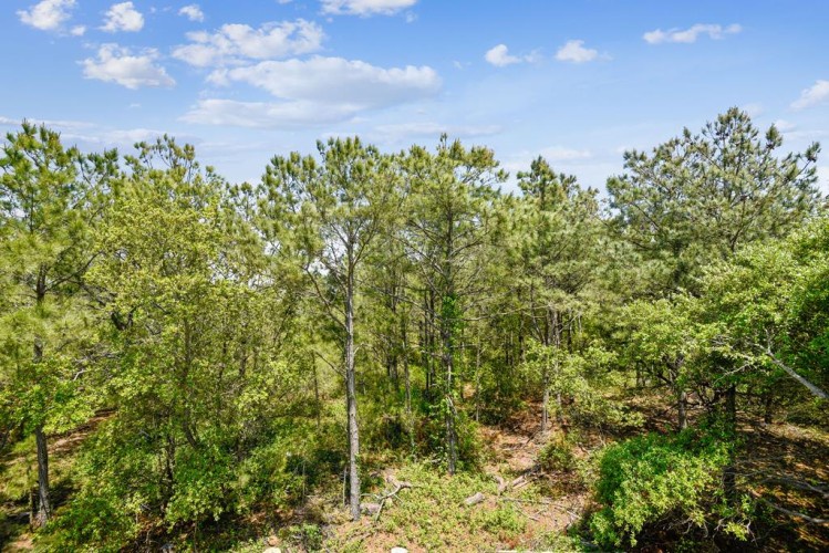 Lush forest landscape surrounding the property, offering natural privacy and serene woodland scenery in the area.