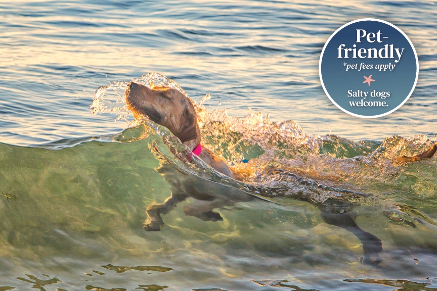 Watch your furry friend splash and play in the shallow waters, enjoying the perfect seaside escape where pets are part of the family.