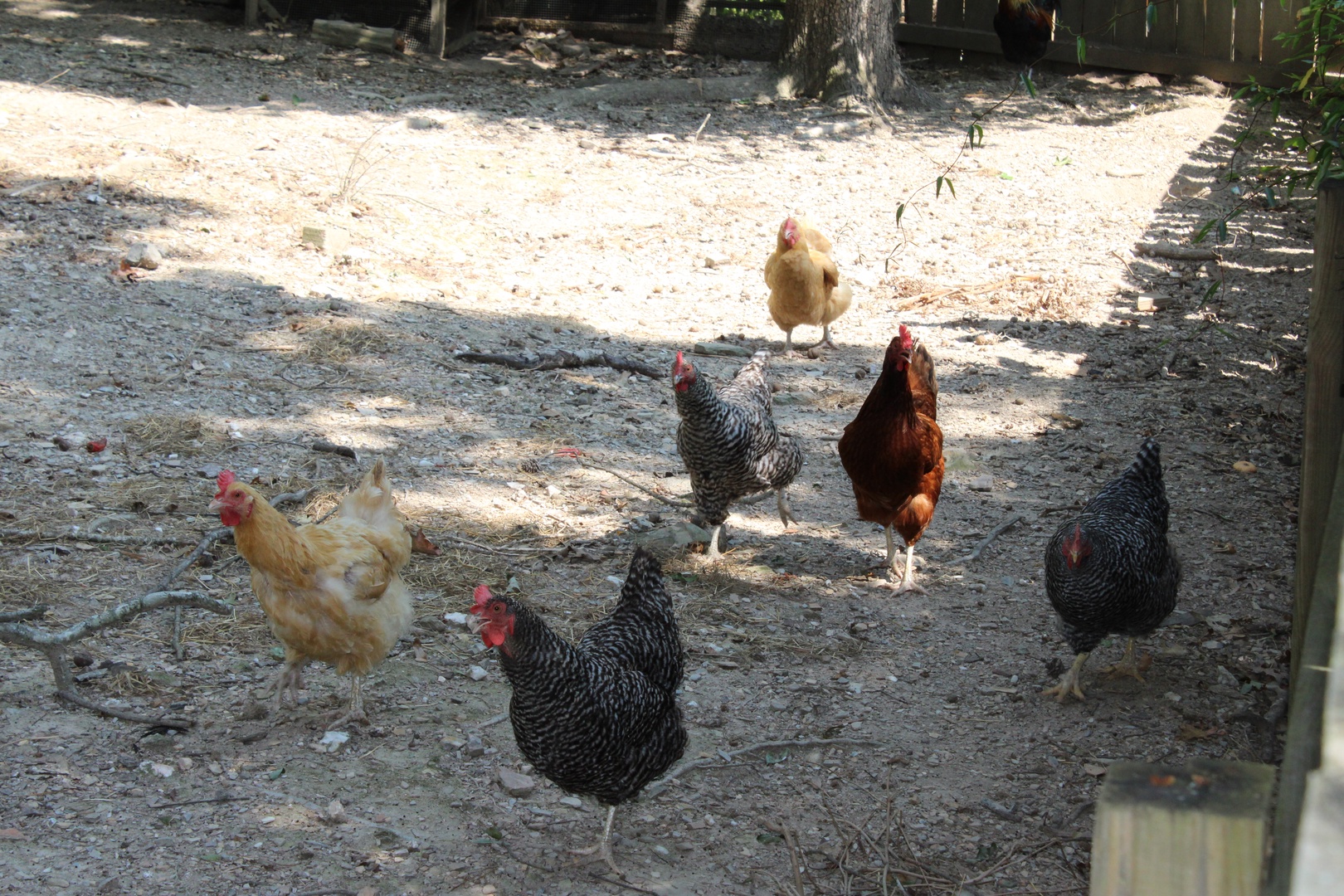Your neighbors are far from fowl at this cozy Central AR home