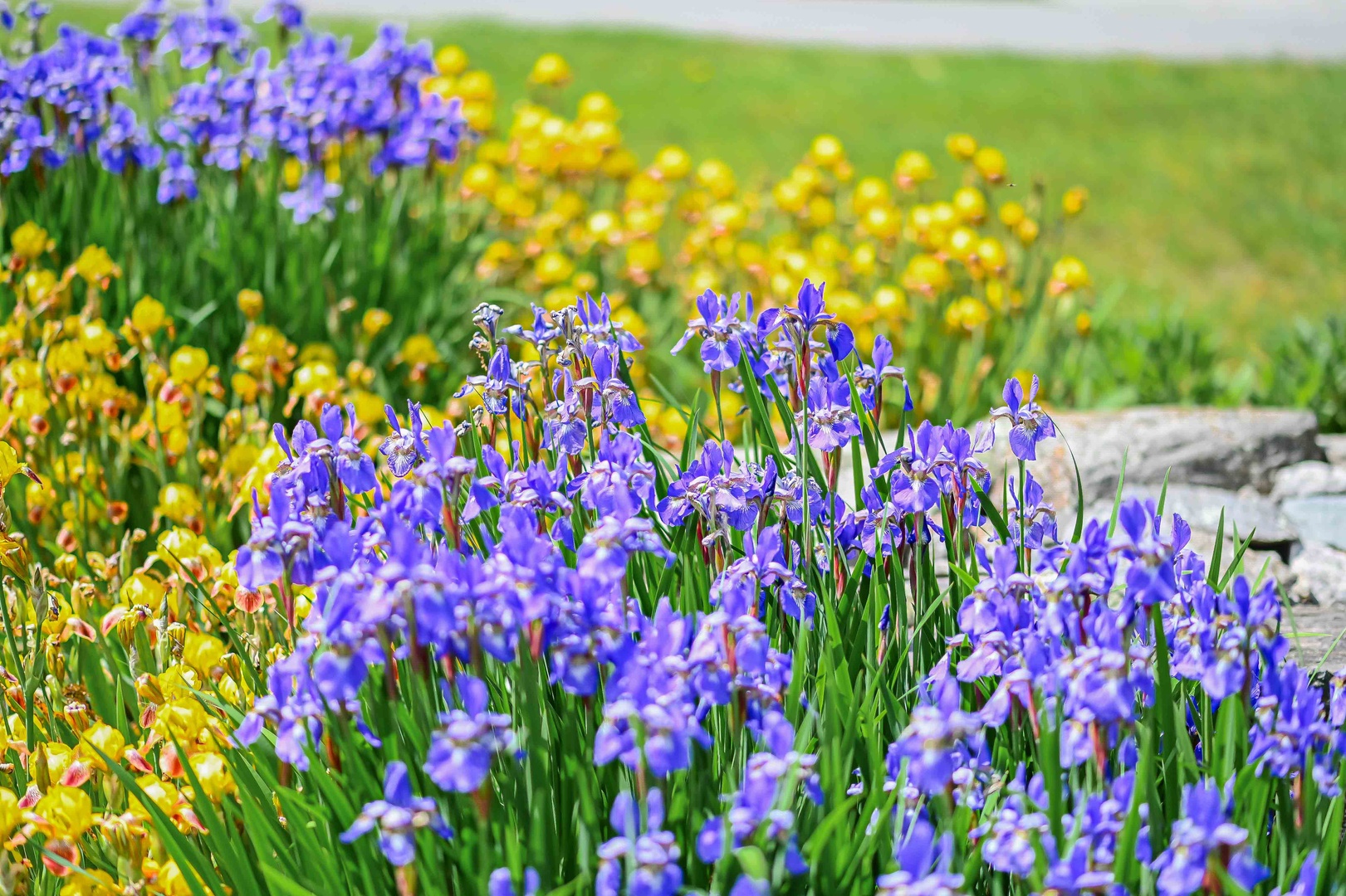 Enjoy the flowers in the yard