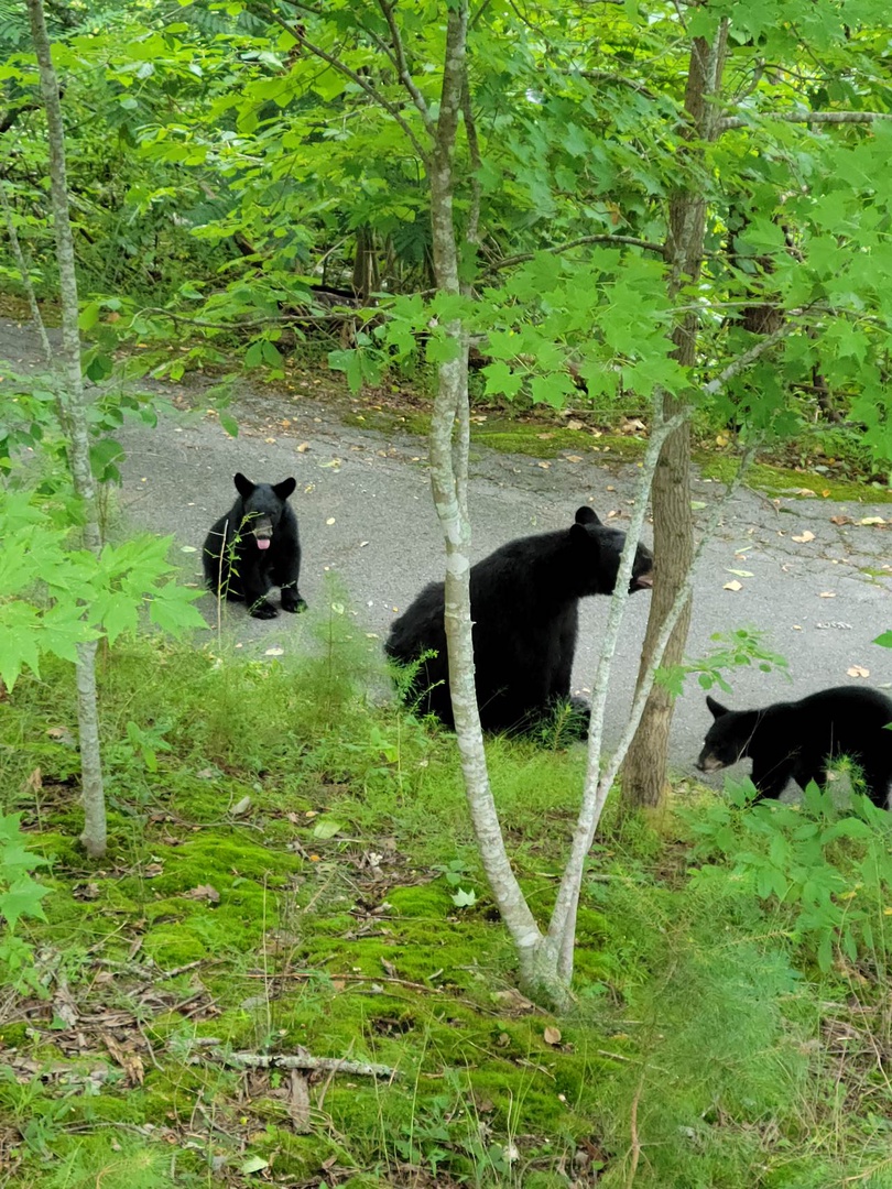 Note - bears are active in the surrounding woods. Please pack up any food or beverage from outside, and use the bear box to dispose of trash