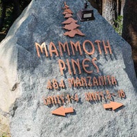 Mammoth Pines