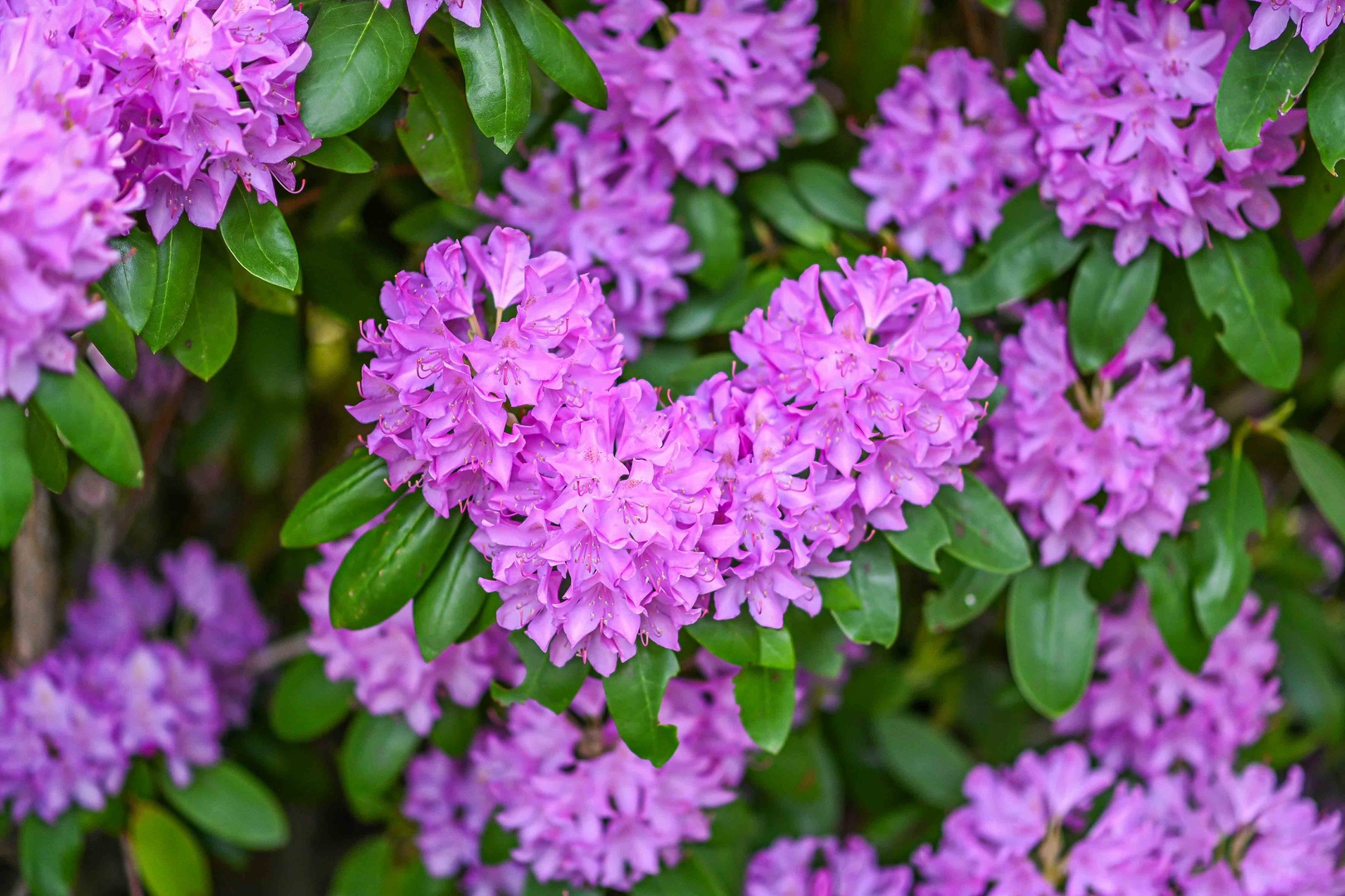 Enjoy the flowers in the yard!