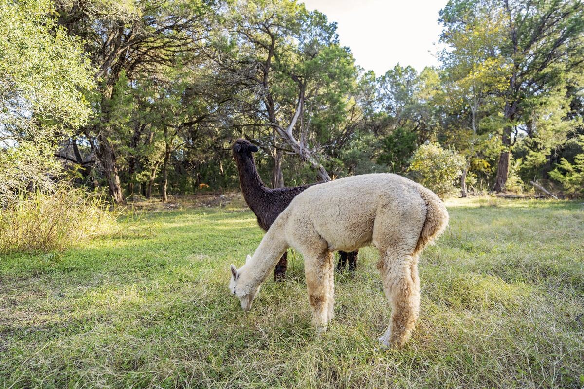 Alpaca time, y'all! Enjoy some furry friend time with our on-site alpacas