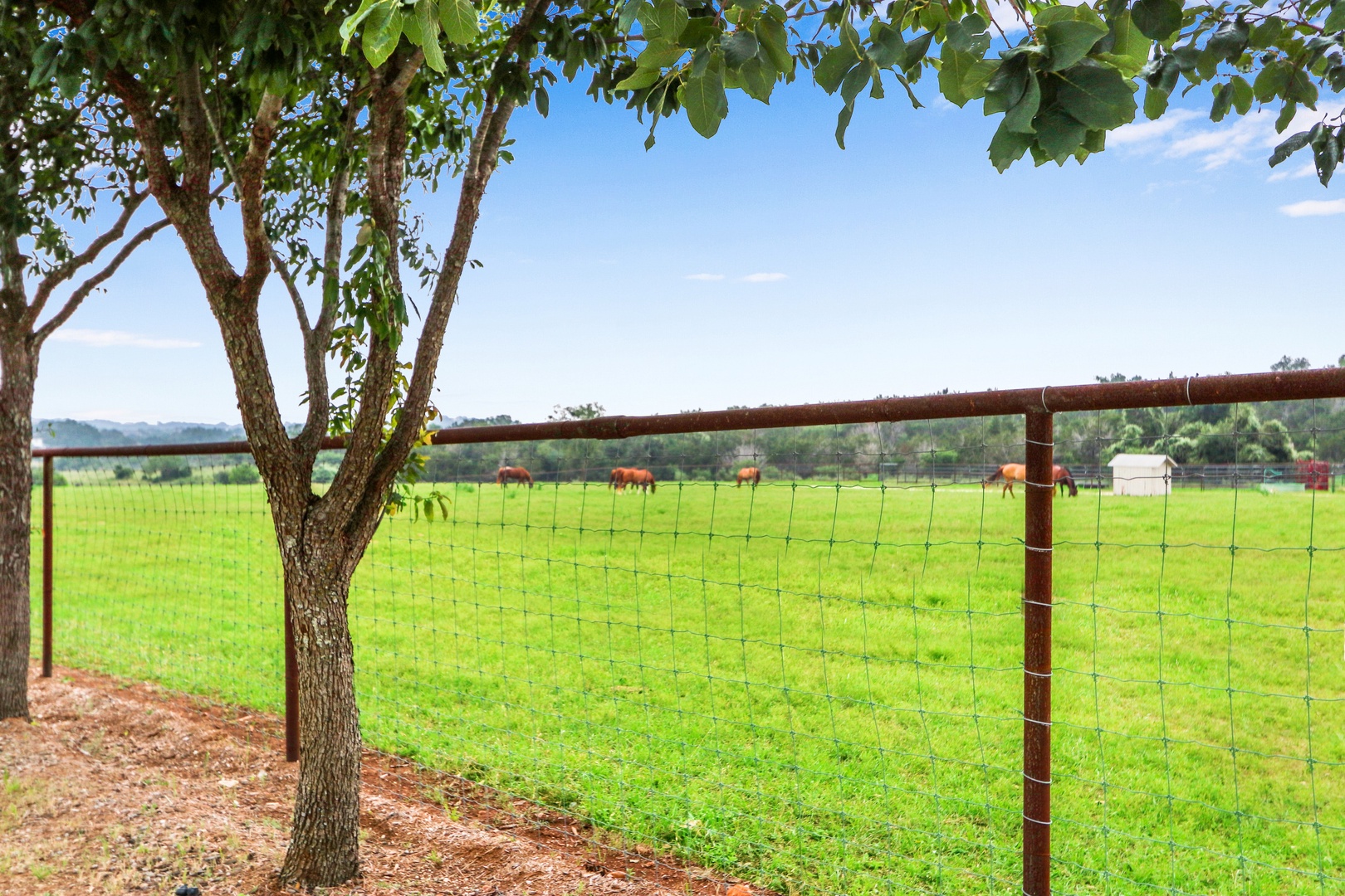 Enjoy sharing your Texas getaway with grazing cattle & horses!