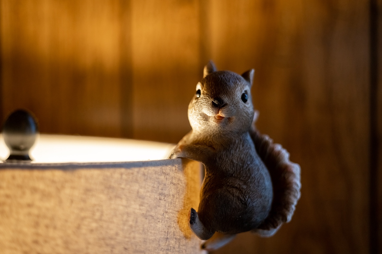 Hi there Mr. Squirrel!