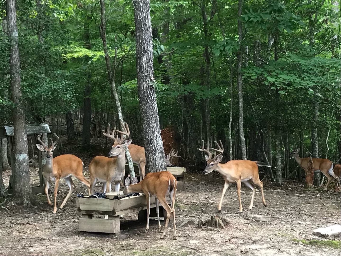 Enjoy watching the deer while in the hot tub and HAND feeding the Deer from your deck