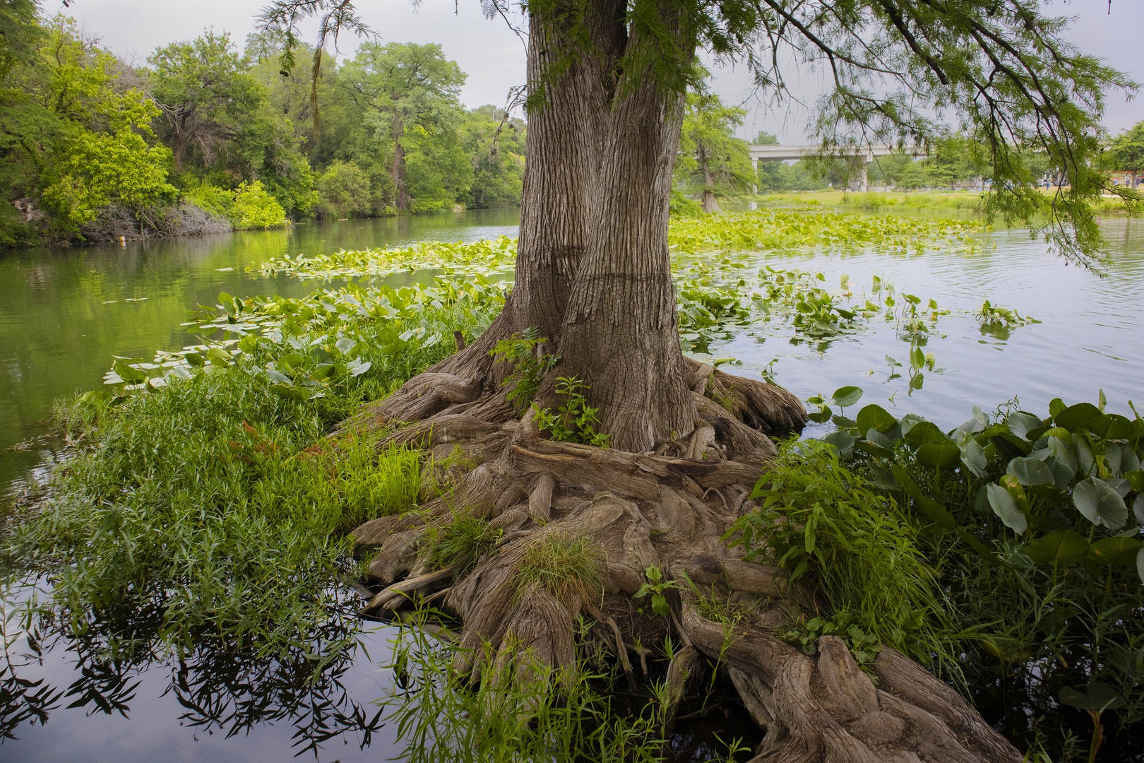 Enjoy being a mere 3-minute walk from the gorgeous Guadalupe River!