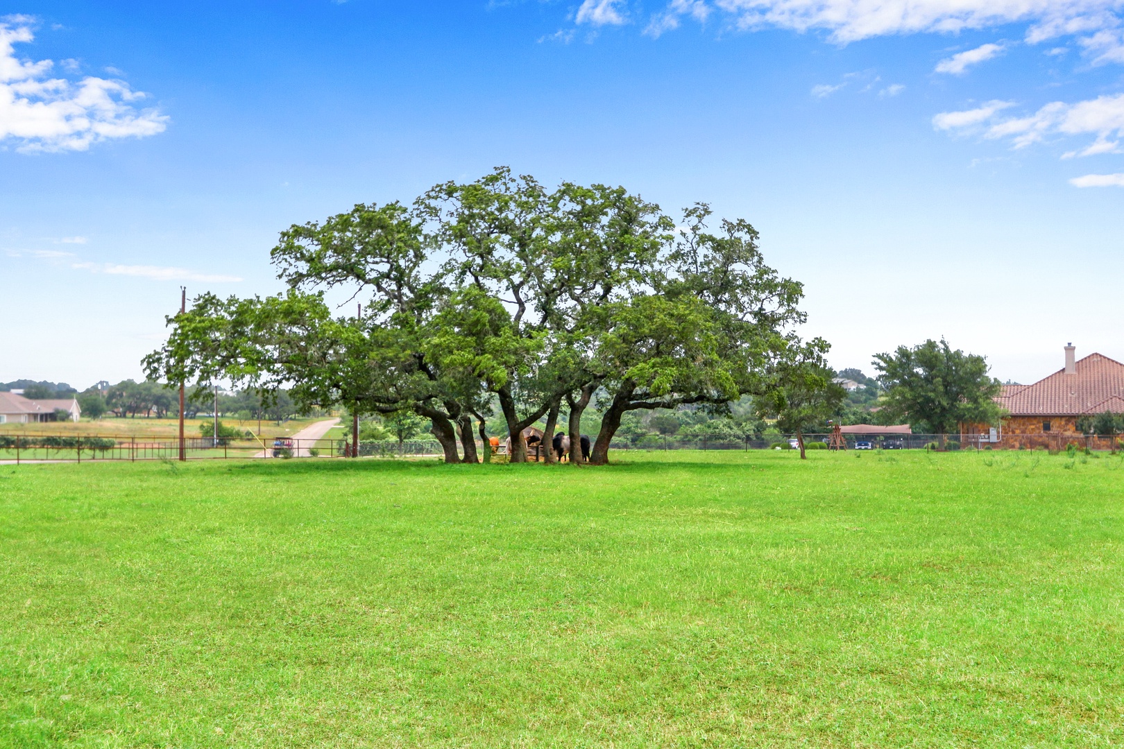 Enjoy sharing your Texas getaway with grazing cattle & horses!