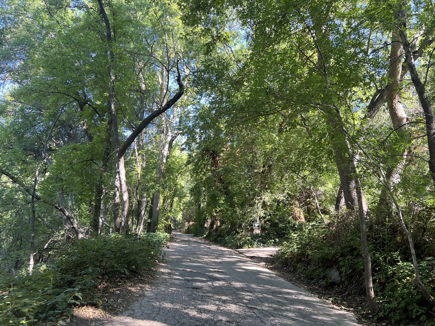 Road up to home from the creek