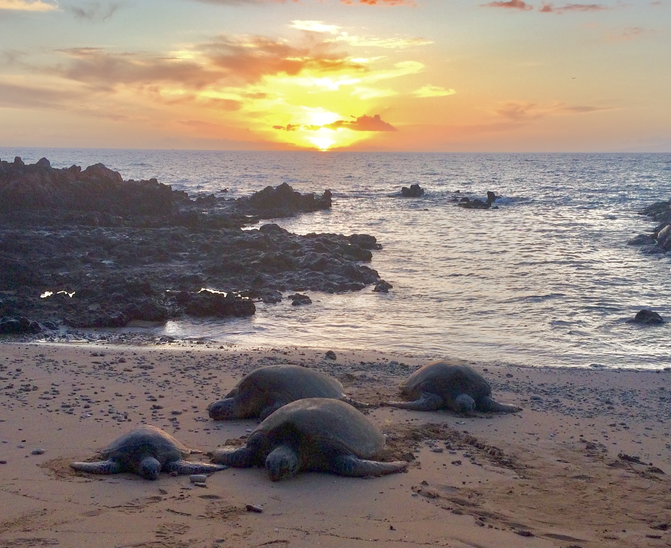 Beach with turtles