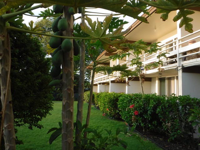 Lush lawn in back of condo