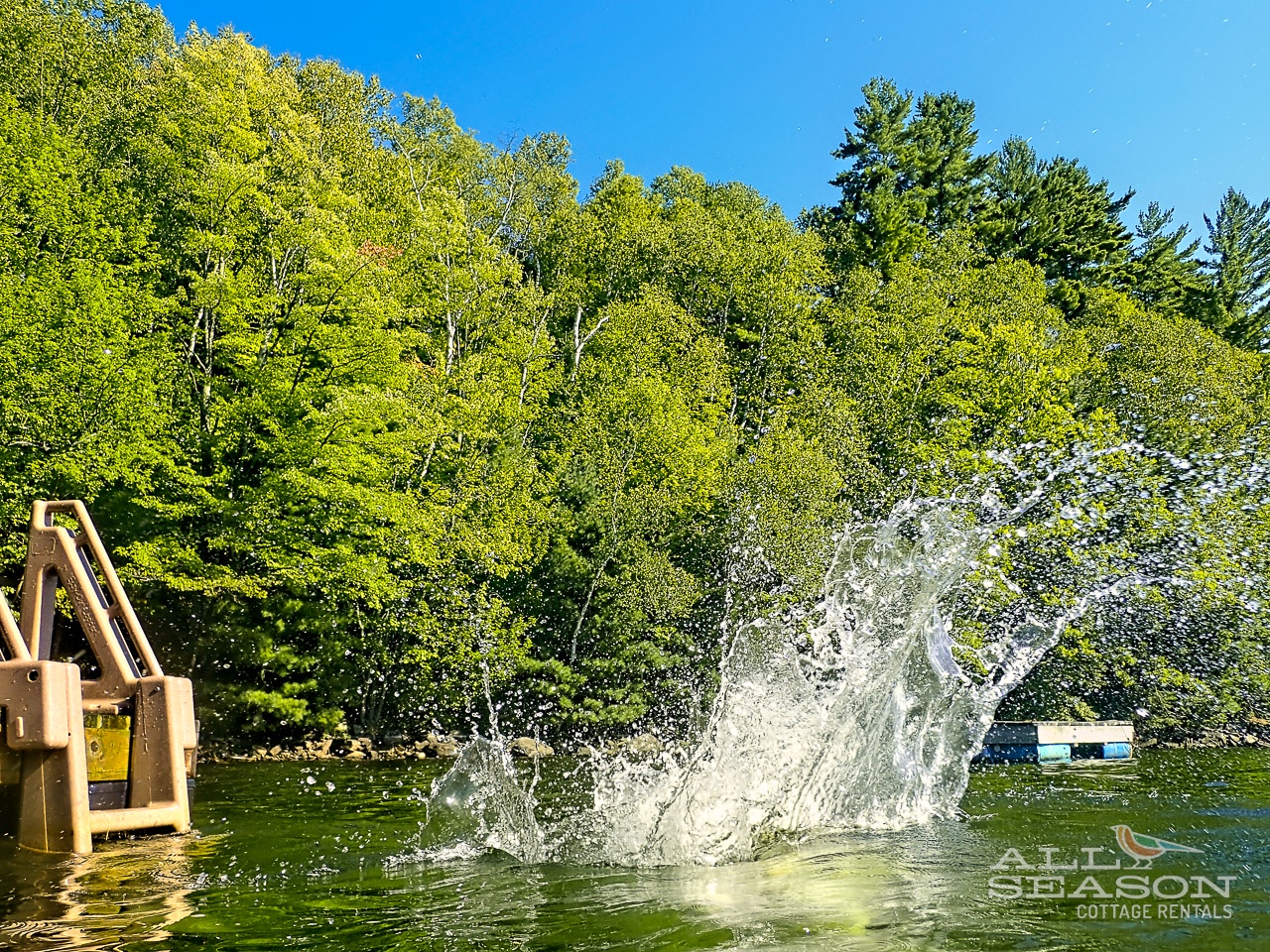 Bob-Haven-Jump in!-Deep of the dock