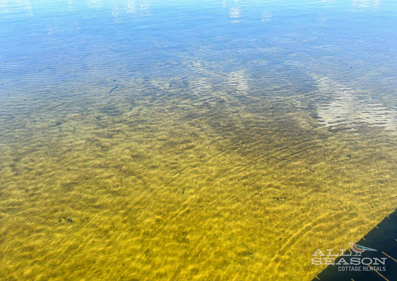 Whip-poor-will-Sandy bottom walkout