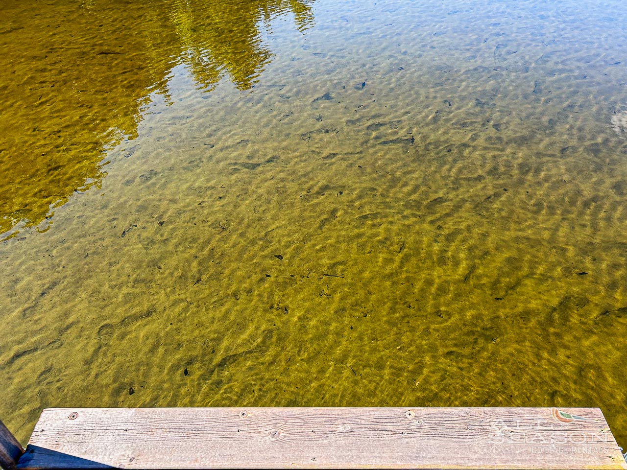 Whip-poor-will-Sandy bottom off the end of the dock