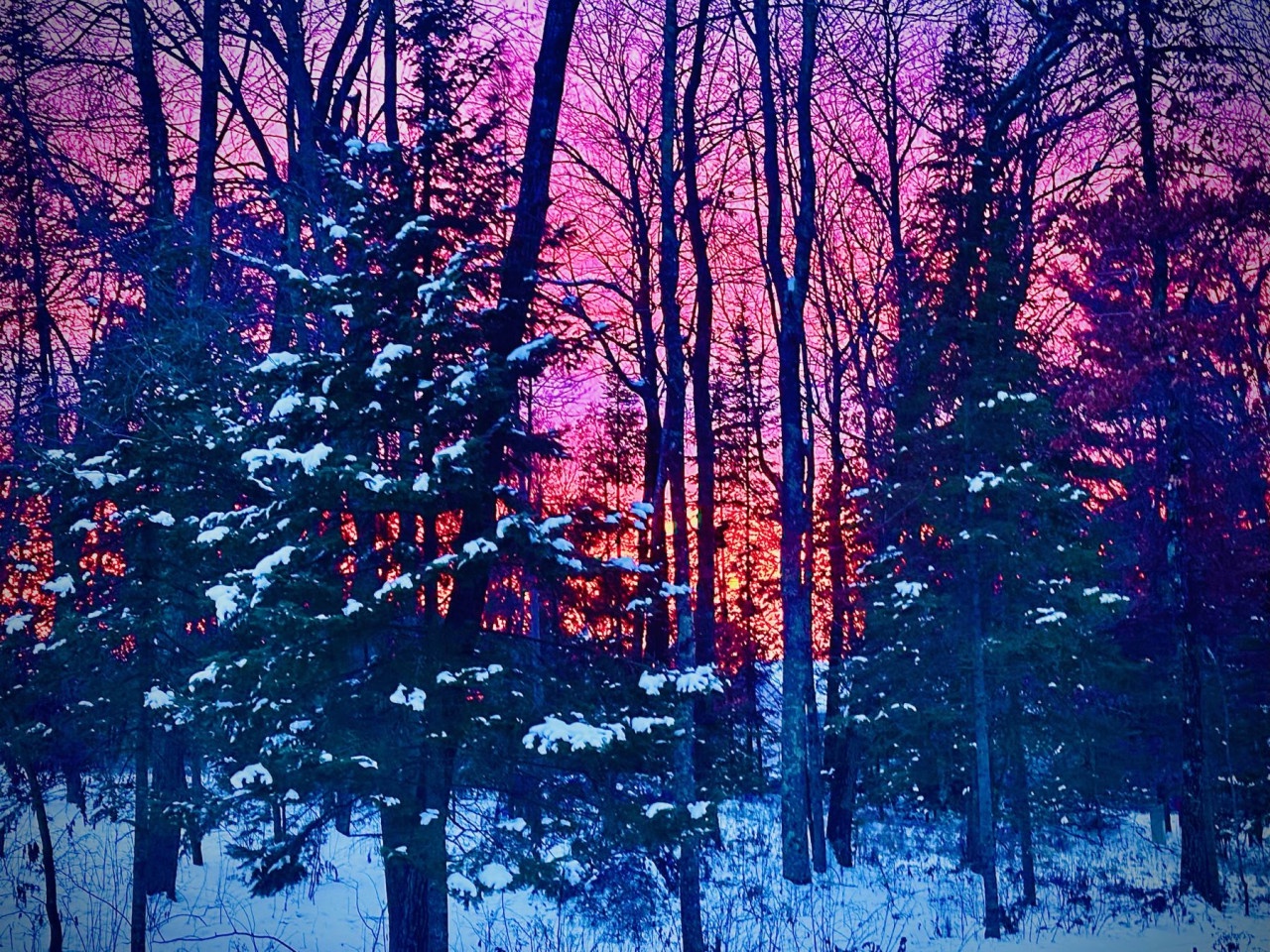 A magical winter forest with snow-covered evergreens beneath a stunning pink and purple sunset sky.