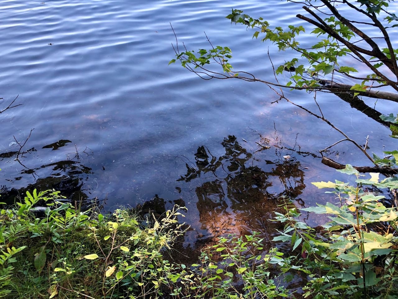 Serene lakeside setting with natural vegetation and peaceful waters nearby the property.