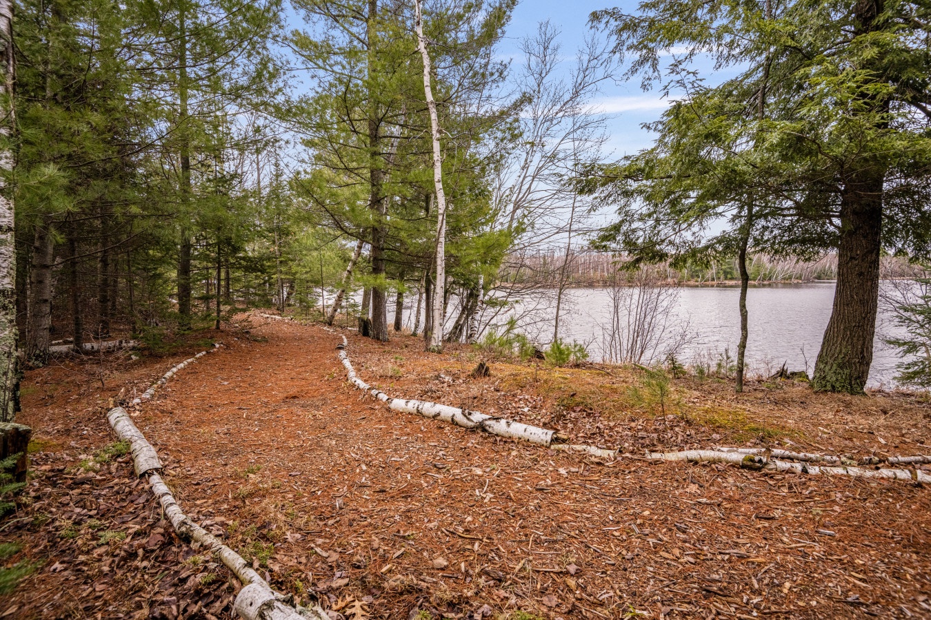 Peaceful lakefront setting surrounded by towering pines and birch trees, creating a serene natural retreat.