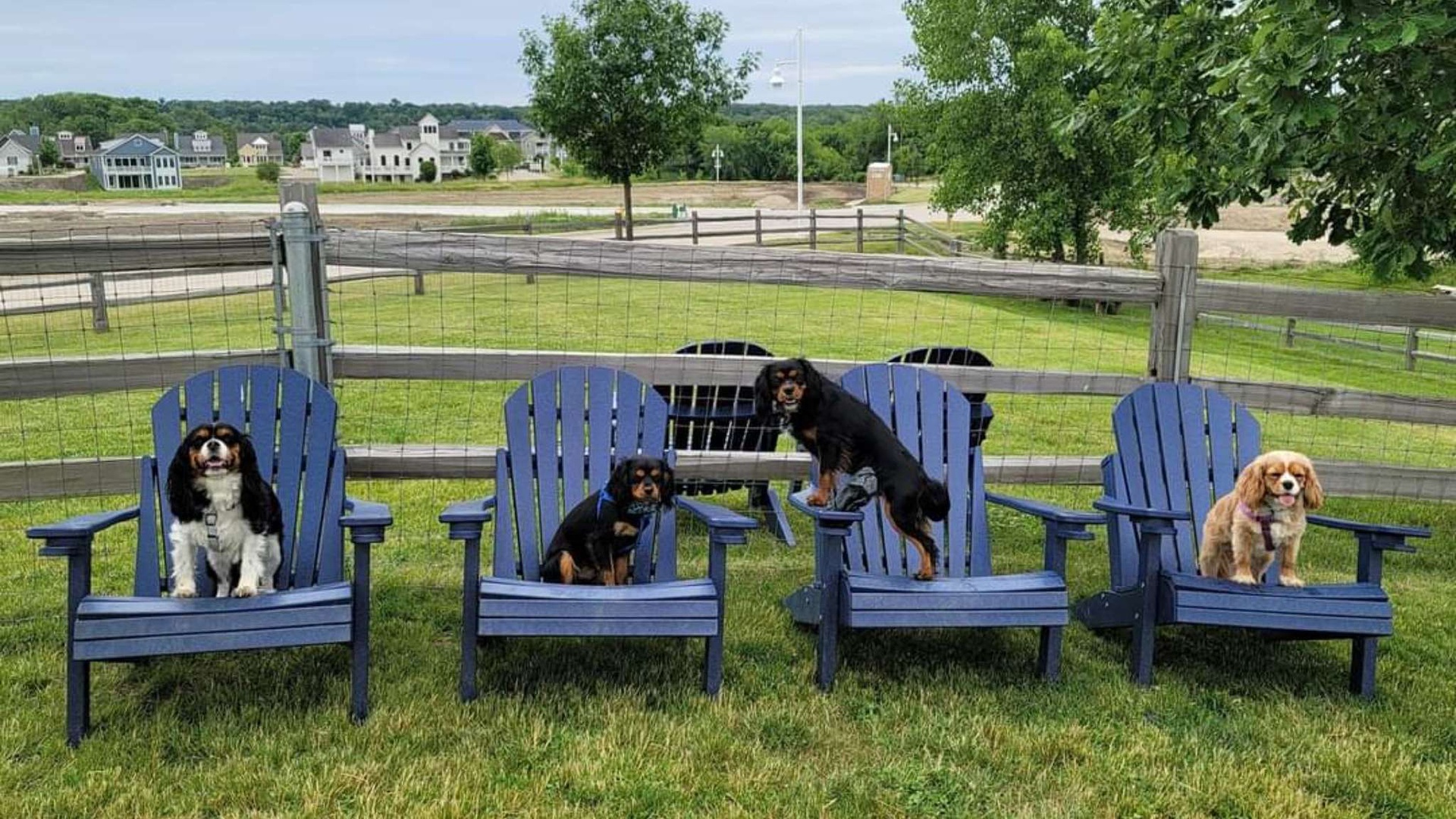 A charming outdoor seating area where your furry family members can relax alongside you on comfortable blue Adirondack chairs.