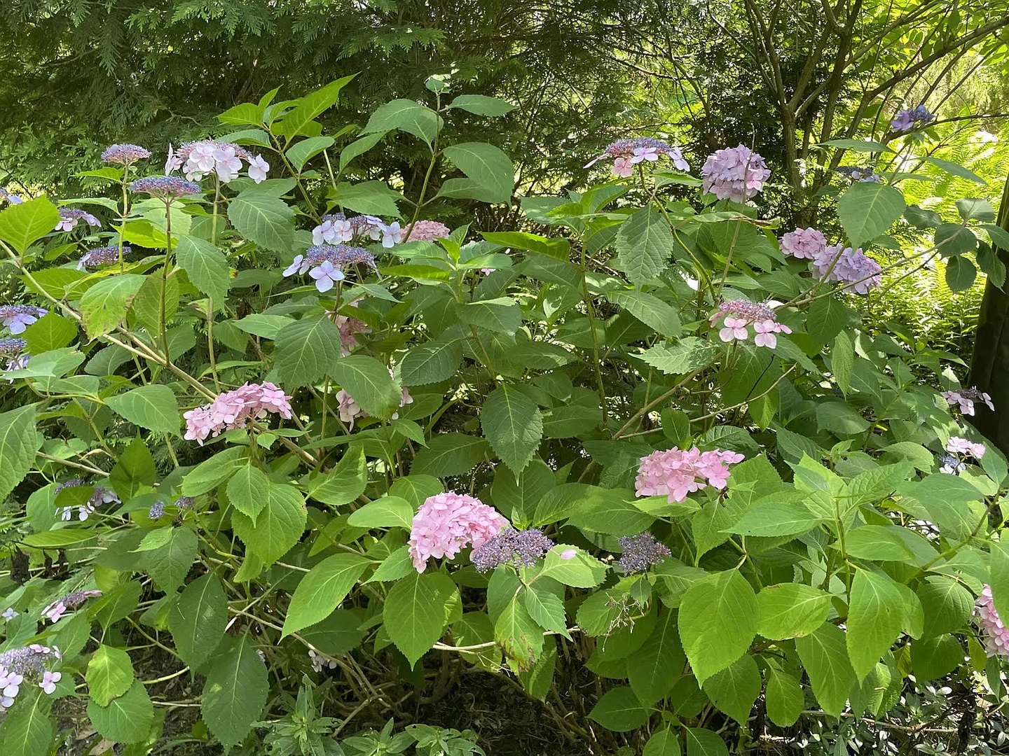 Our 2.5 acre retreat is graced with flower gardens.