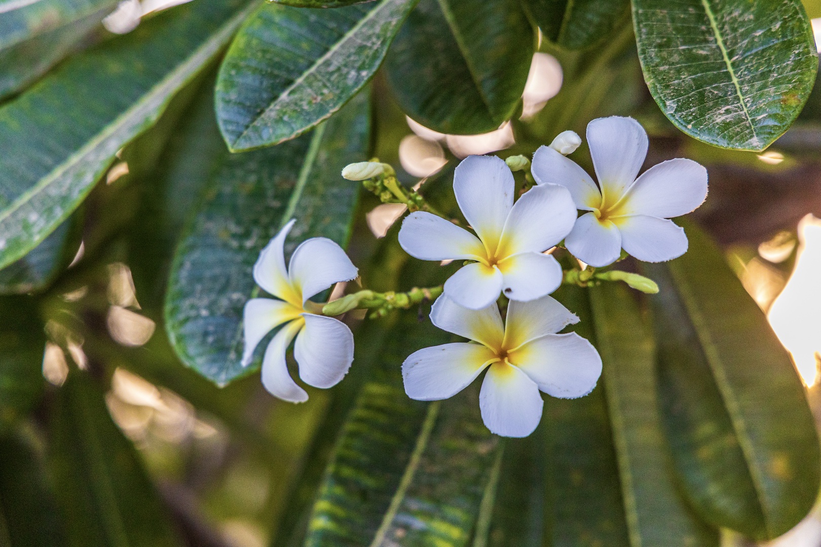 Delicate plumeria blossoms frame the garden landscape, adding tropical charm to the property's natural surroundings.