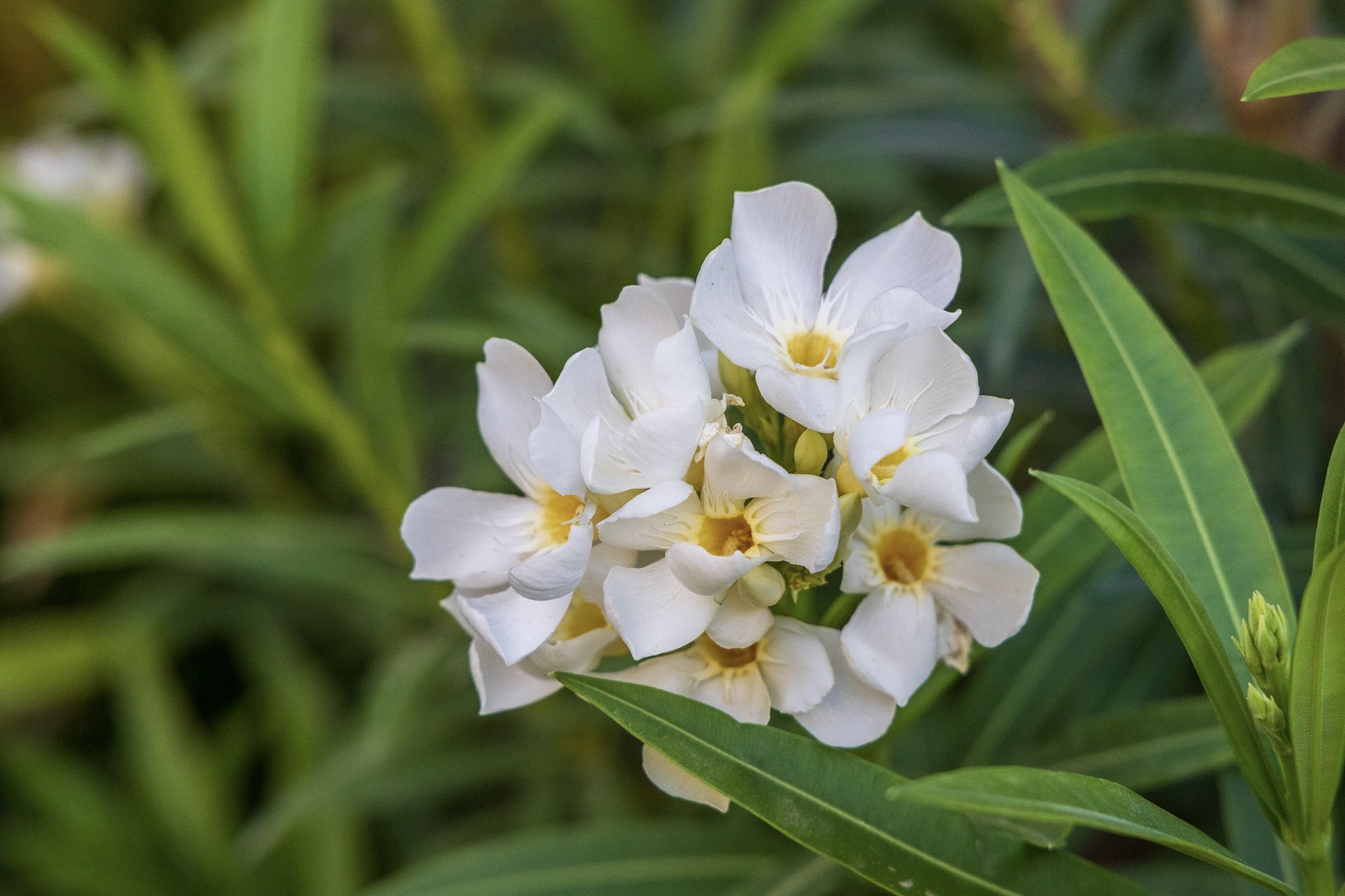 Delicate white blooms flourish in the lush garden, creating a serene tropical atmosphere where you can unwind surrounded by nature's beauty.