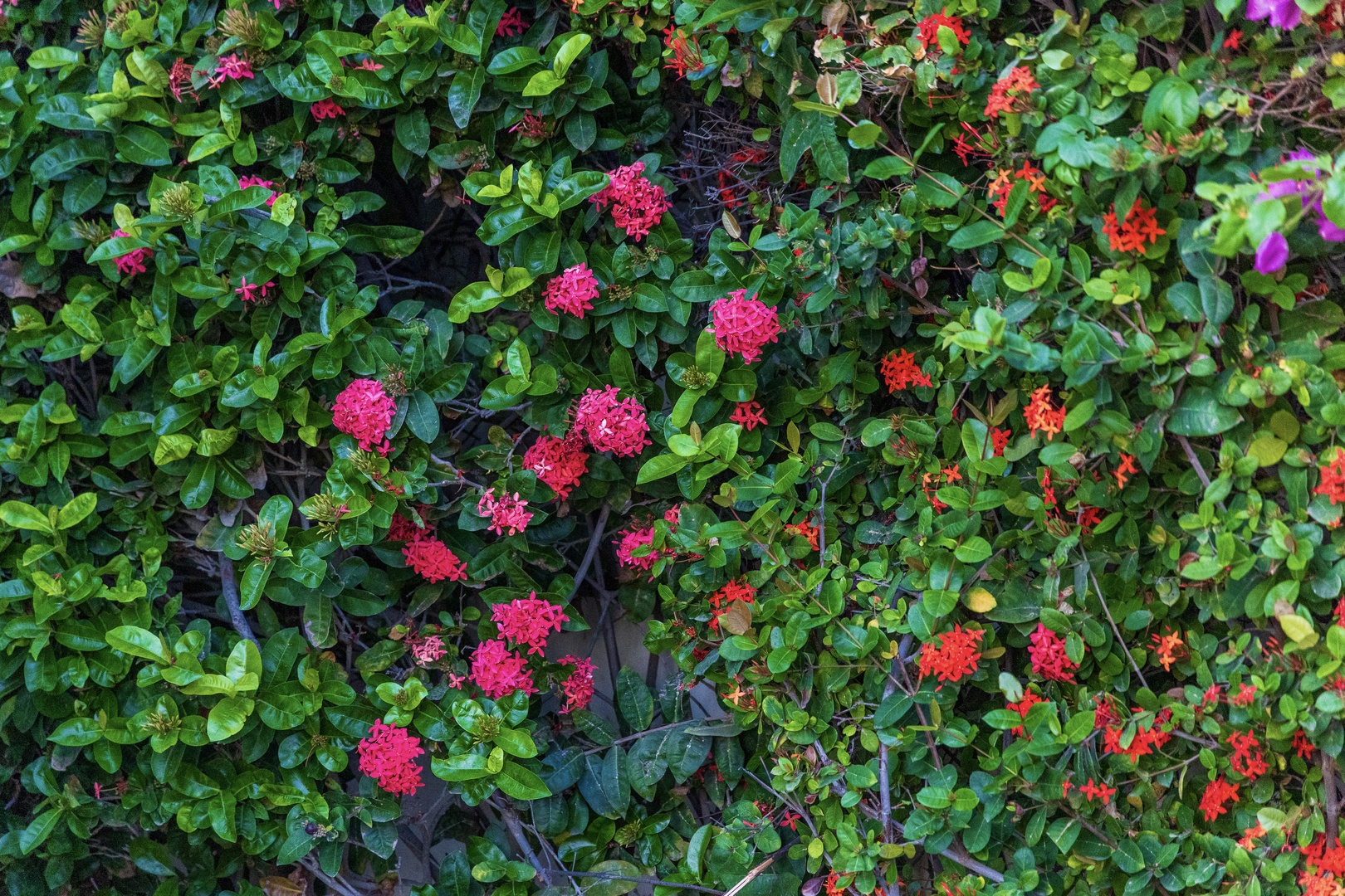 Vibrant garden blooms in lush pink, red, and purple hues create a colorful, welcoming natural retreat surrounding the property.