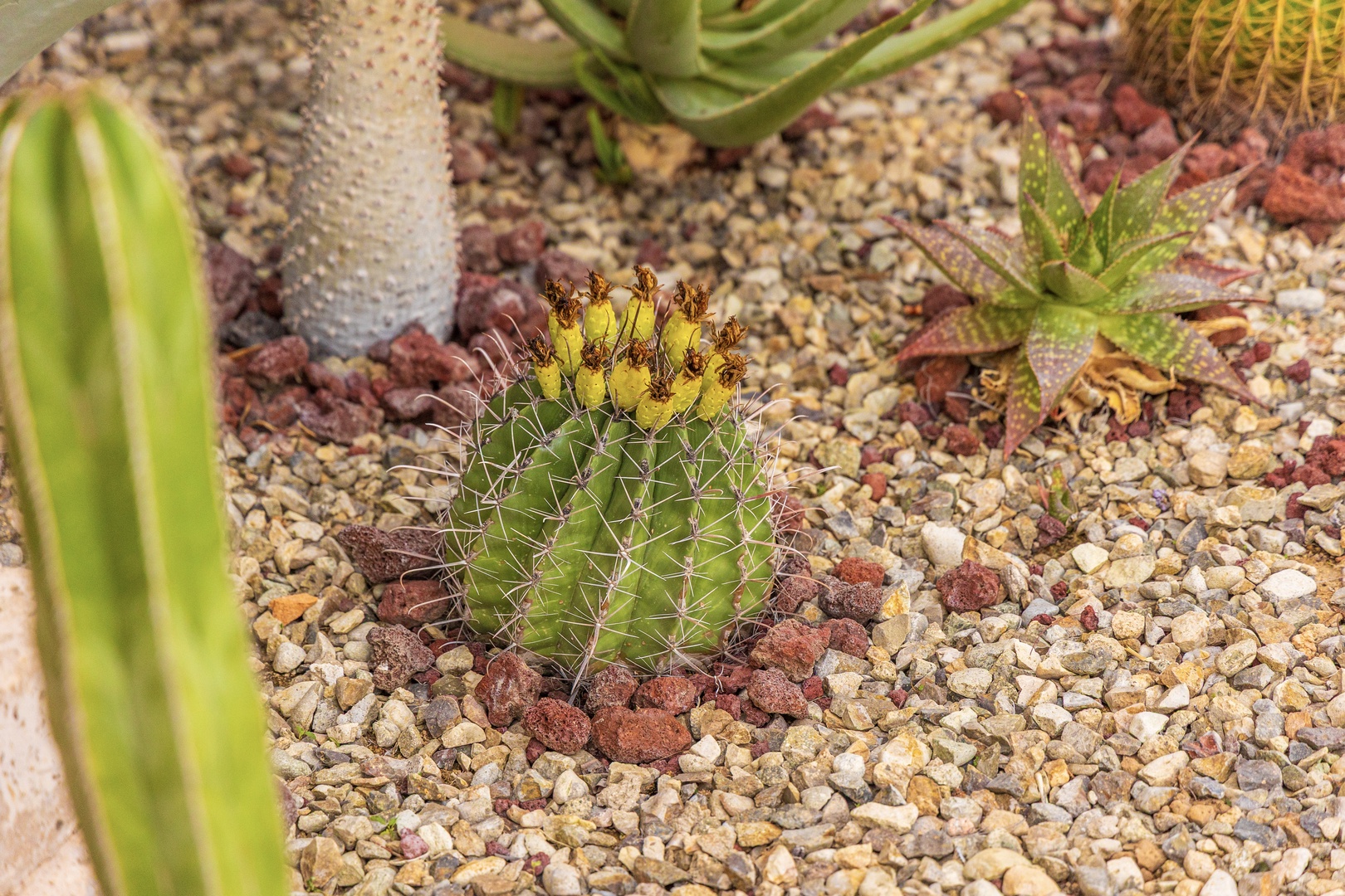A unique desert-inspired landscape welcomes you with striking cacti and succulents set in natural stone mulch—perfect for a low-maintenance, sun-soaked retreat.