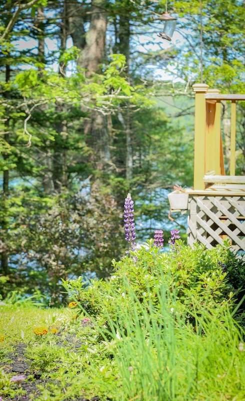A peaceful lakefront property offering serene natural surroundings and lush greenery throughout your stay.