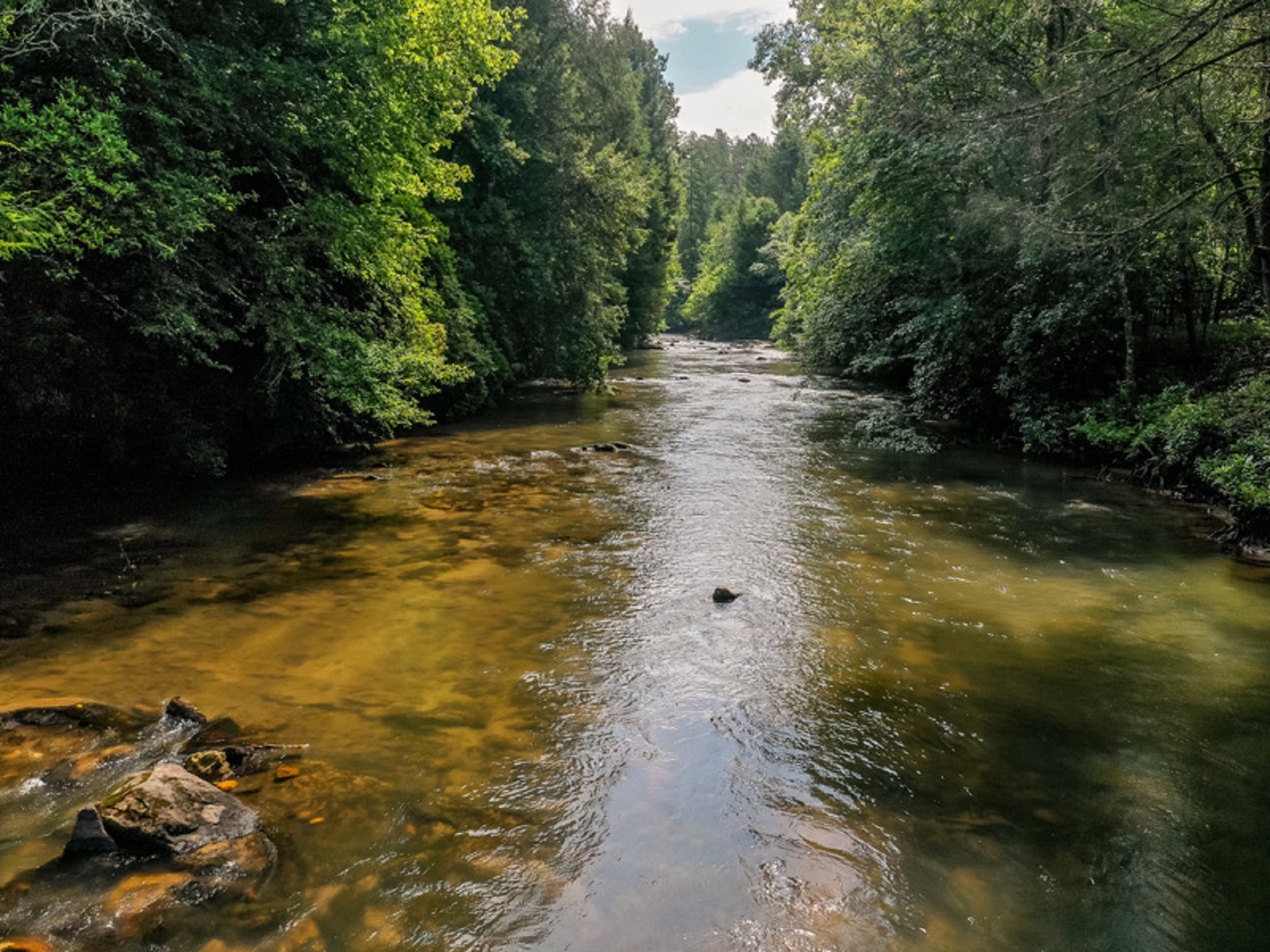 Trouphy Trout Stream