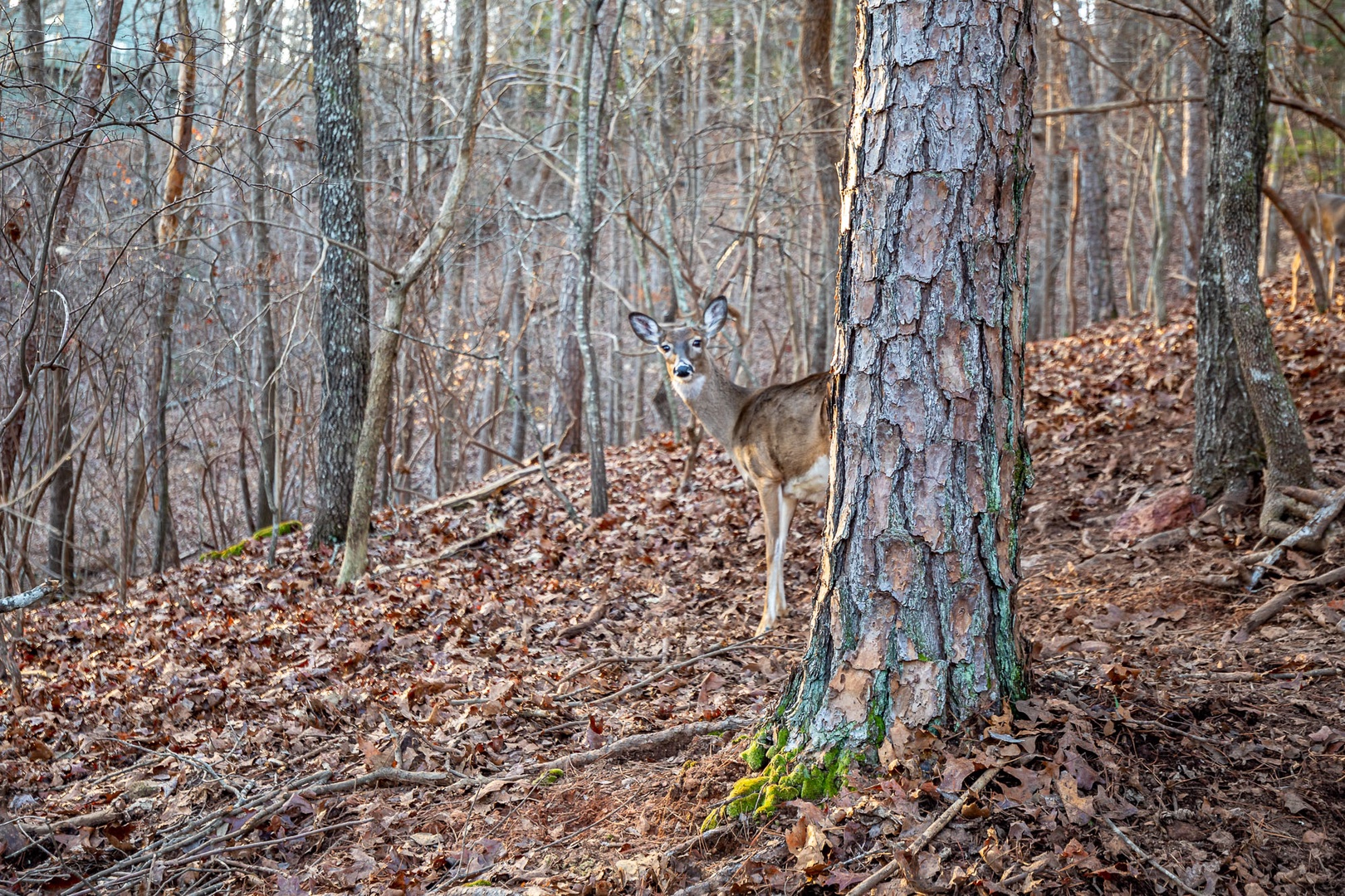 Deers do drop in!