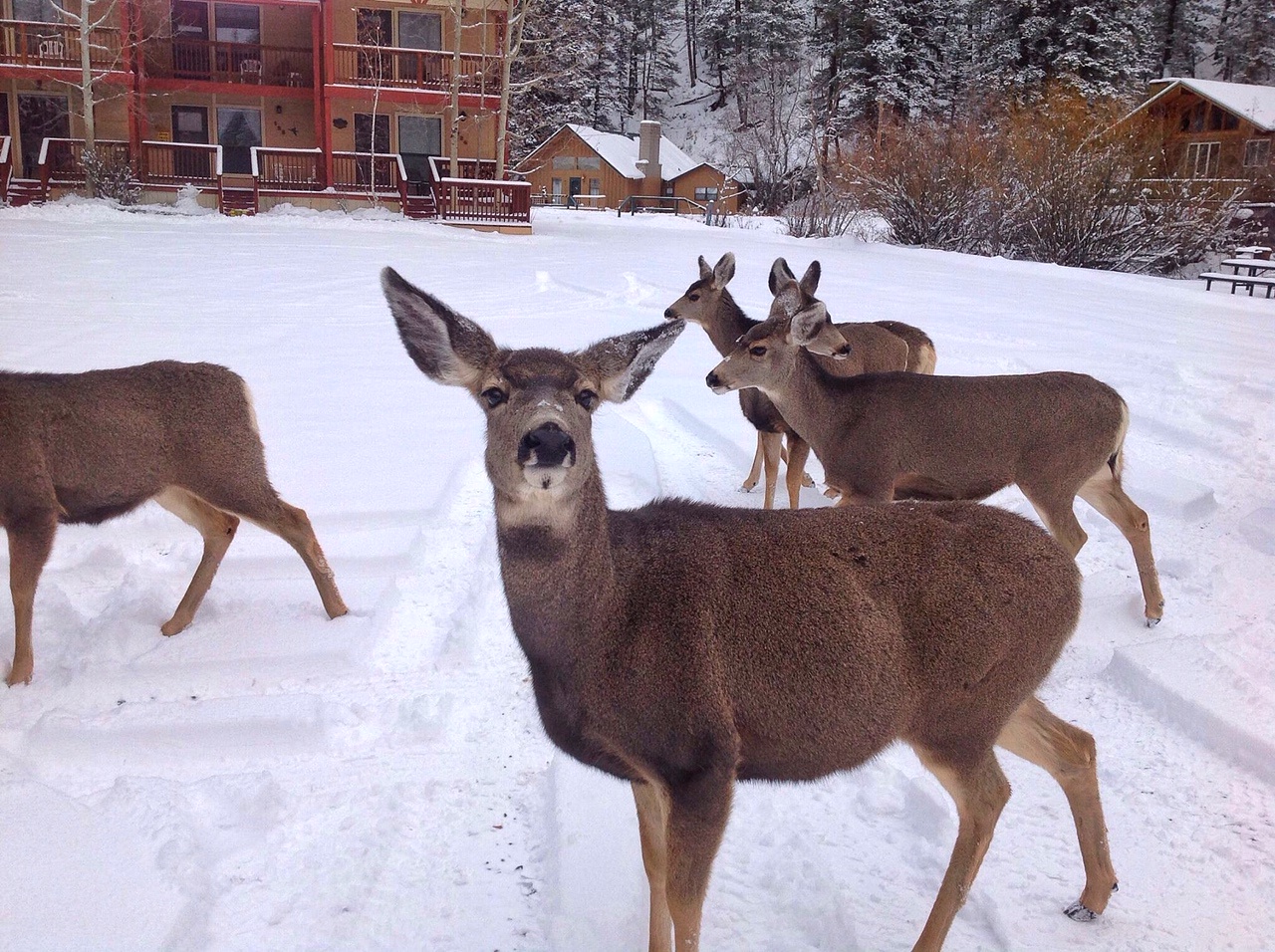 Deer at VC