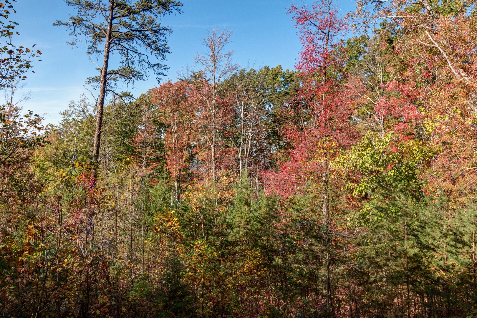 Tree view at Lincoln Logs, a 2 bedroom cabin rental located in Gatlinburg