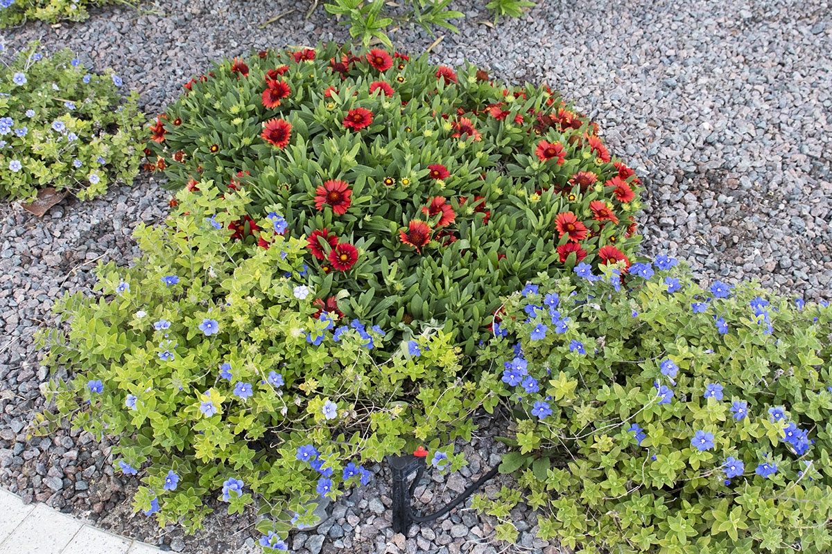 Colorful native wildflowers on the Sand Castle I grounds.
