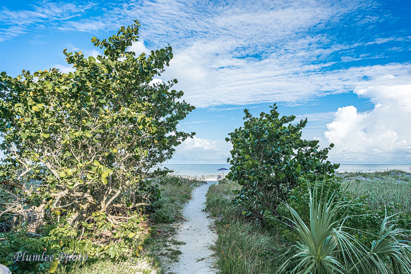 Beach path through natural green setting.