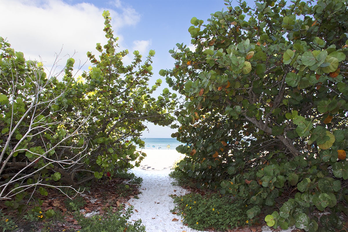 The path through the sea grape trees to the beach.