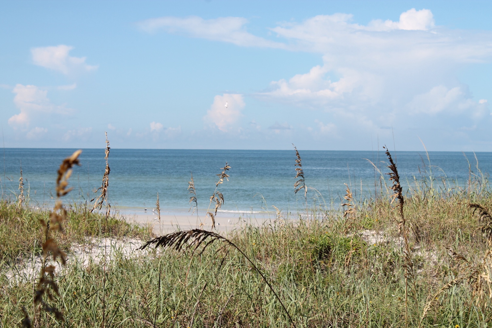 A natural setting of sand dunes and sea oats on Indian Rocks Beach.