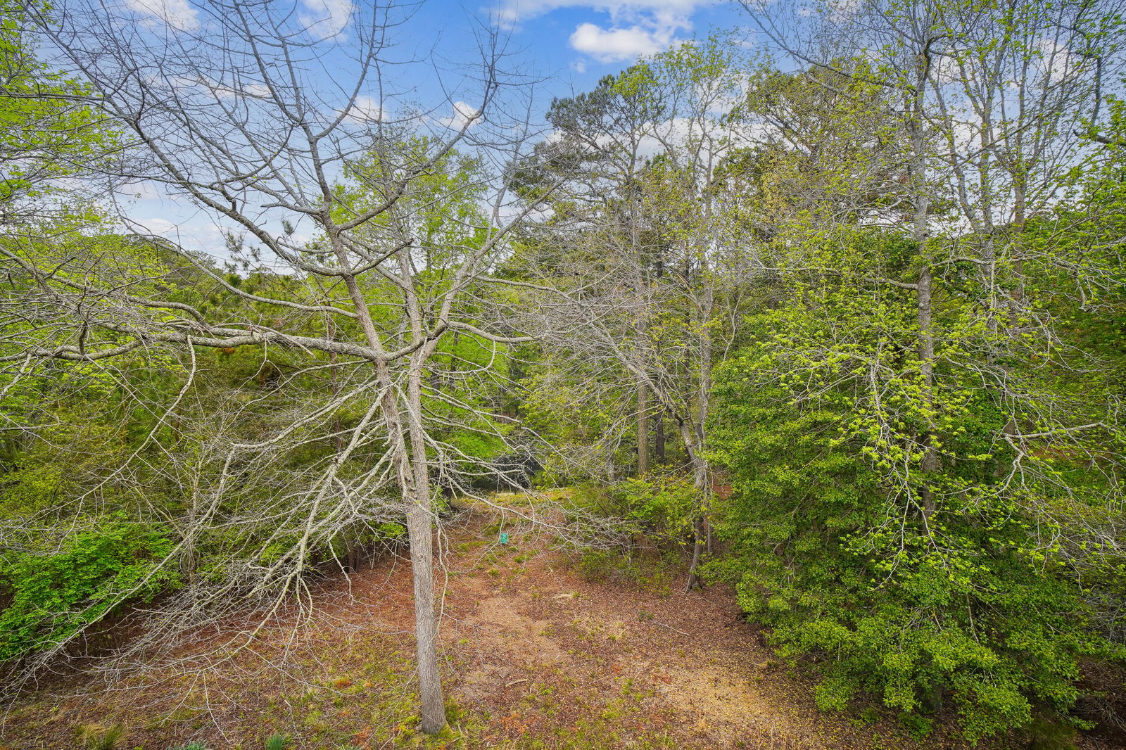 A serene natural landscape surrounds the property, featuring a wooded area with mature trees and native vegetation creating a peaceful, secluded atmosphere.