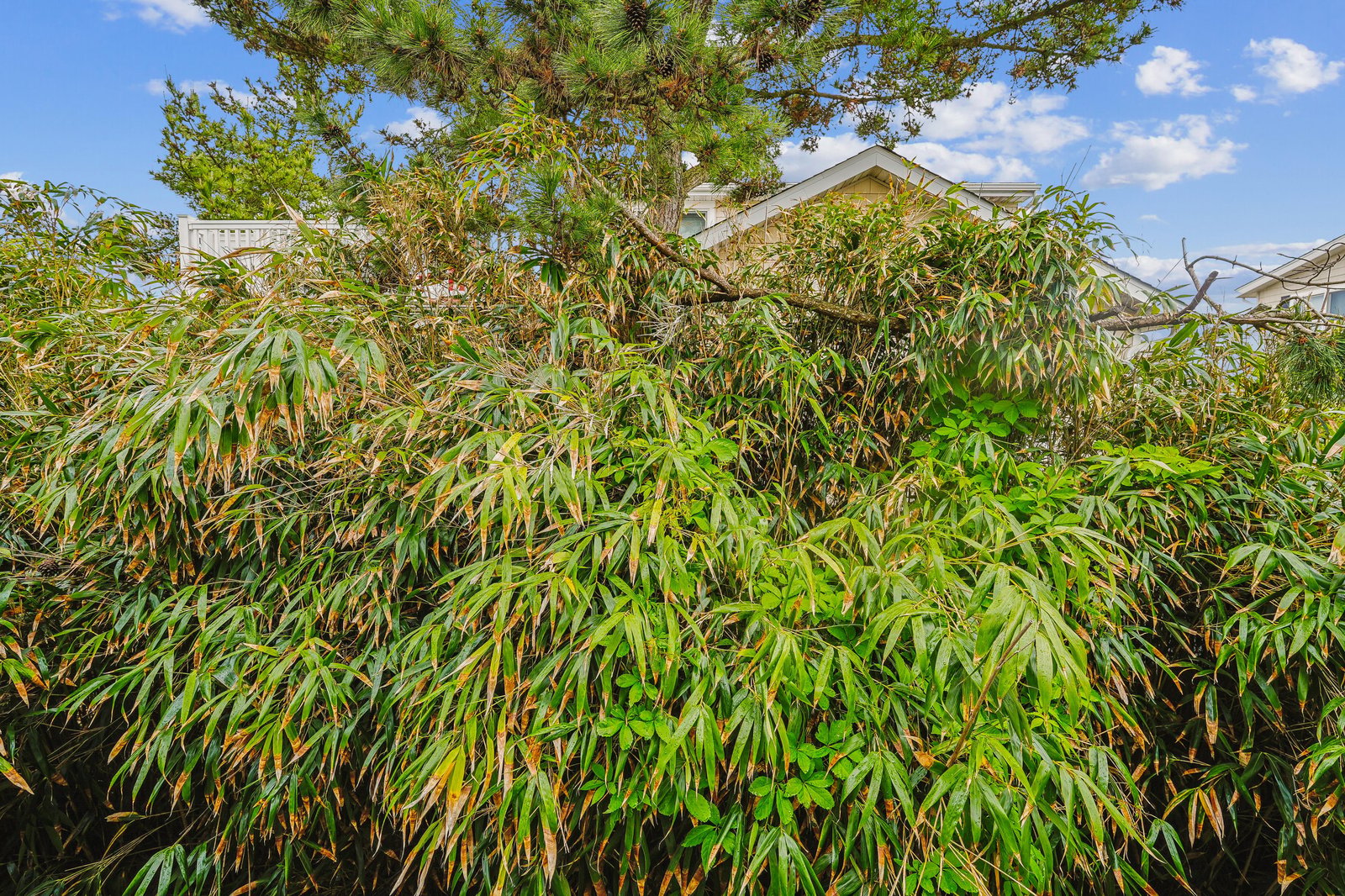 The property is surrounded by mature trees and lush greenery, offering a peaceful natural setting for your stay.