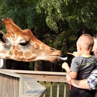 TIMBAVATI: Wildlife Park/Safari Train (Discounted tickets at the office)