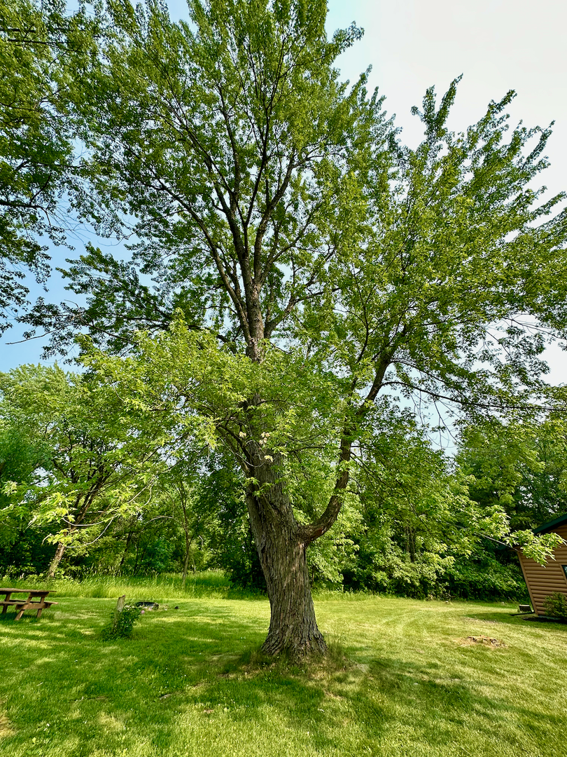 Large Tree