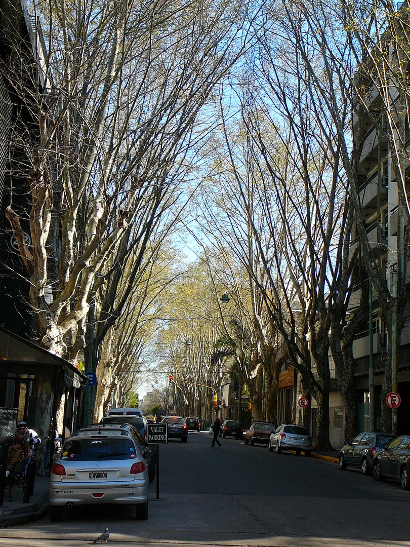 Street view with its trees in fall