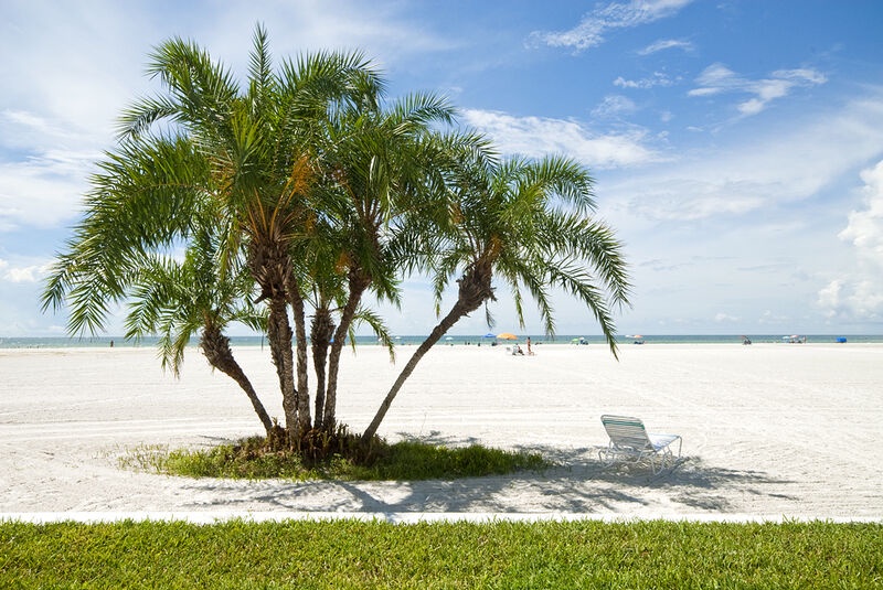 Palm tree on beach